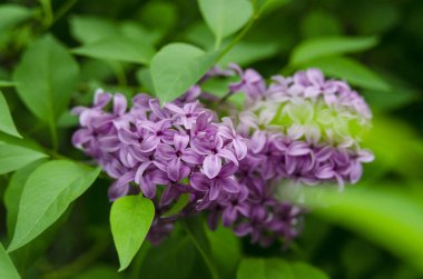 Leylak çiçekleri bahar manzarası. Bahar leylak çiçekleri. Leylak çiçek açar. Güzel bir demet leylak.