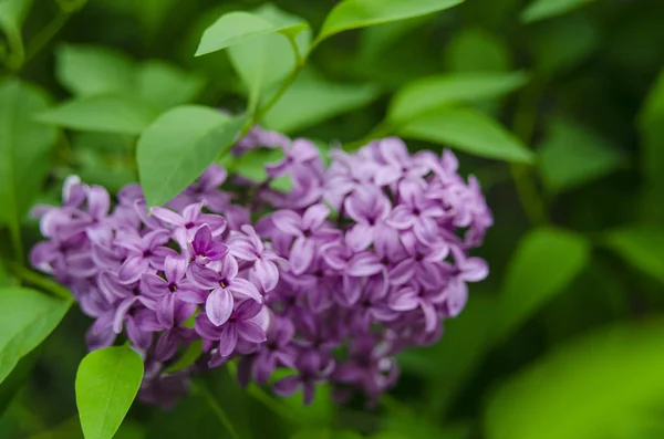 Lilac blossom flowers spring view.  Spring lilac flowers. Lilac blooms. A beautiful bunch of lilac