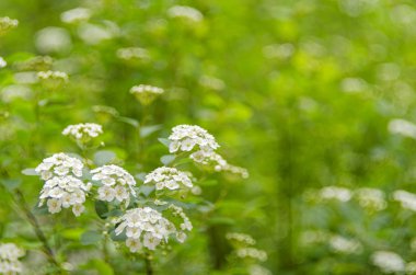 Çiçeklerin açtığı Spiraea Vanhouttei adında beyaz bir çalılık. Beyaz Spiraea 'nın bir dalı. Bahar çiçekleri konsepti.
