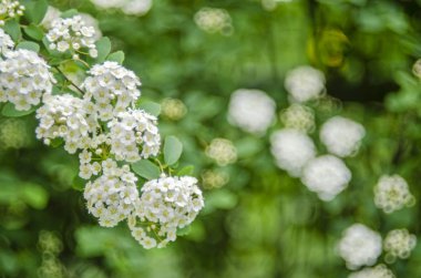Çiçeklerin açtığı Spiraea Vanhouttei adında beyaz bir çalılık. Beyaz Spiraea 'nın bir dalı. Bahar çiçekleri konsepti.