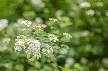 Çiçeklerin açtığı Spiraea Vanhouttei adında beyaz bir çalılık. Beyaz Spiraea 'nın bir dalı. Bahar çiçekleri konsepti.