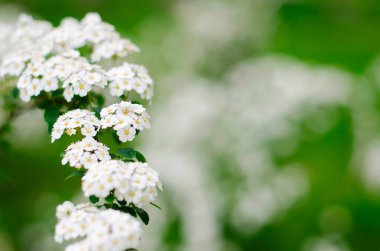 Çiçeklerin açtığı Spiraea Vanhouttei adında beyaz bir çalılık. Beyaz Spiraea 'nın bir dalı. Bahar çiçekleri konsepti