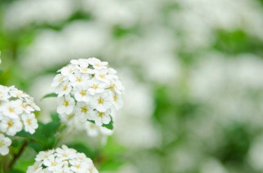 Çiçeklerin açtığı Spiraea Vanhouttei adında beyaz bir çalılık. Beyaz Spiraea 'nın bir dalı. Bahar çiçekleri konsepti