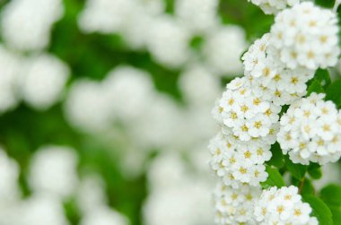 Çiçeklerin açtığı Spiraea Vanhouttei adında beyaz bir çalılık. Beyaz Spiraea 'nın bir dalı. Bahar çiçekleri konsepti