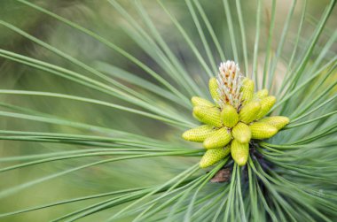 Cluster of pollen-bearing male cones at the tip of a lodgepole pine branch. Young Lodgepole Pine cones on a branch clipart