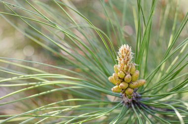 Bir çam ağacı dalının ucunda polen taşıyan erkek koni kümesi. Genç Lodgepole Çam kozalakları bir dalda