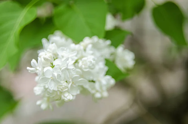 Lilac blossom flowers spring view. Spring lilac flowers. Lilac blooms. A beautiful bunch of lilac