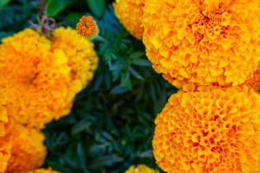 Tagetes bahçe çiçeği. Tagetes patula geçmişi. Fransız kadife çiçekleri