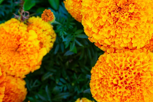 Цветок Тагет. Tagetes patula фон. Цветущие цветы Мэриголд — стоковое фото