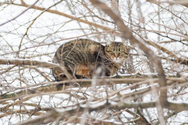 Kedi ağacın dalına tırmandı. Sevimli kedi ağaçlara tırmanıp bir sonraki ava gidiyor. Ağaçta yürüyen kedi