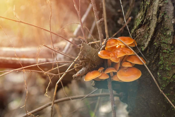 Jamur Hutan Dimakan Jamur Madu Tunggul Jamur Oranye Yang Indah — Stok Foto