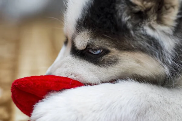 Husky Kłamie Gryzie Czerwoną Zabawkę Czarno Biały Kolor Niebieskie Oczy — Zdjęcie stockowe
