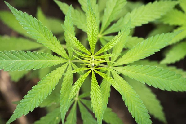Marijuana Vegetation Plants Growing Cannabis Blooming Marijuana Plant Early White — Stock Photo, Image
