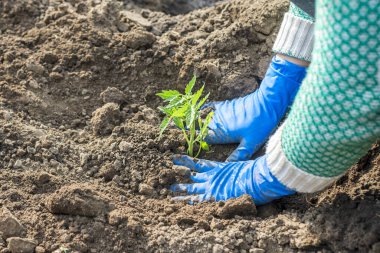 Kadın çiftçi domates fideleri ekiyor. İlkbaharda toprağa fidanlar ekiyorum..