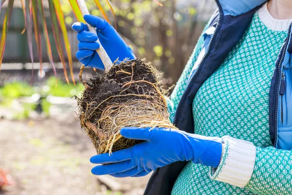 Tukang Kebun Memegang Tangan Tanaman Rumahan Disiapkan Untuk Transplantasi Dalam — Stok Foto