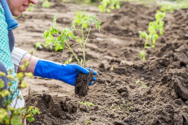 Petani Wanita Menanam Bibit Tomat Menanam Bibit Musim Semi Tanah — Stok Foto