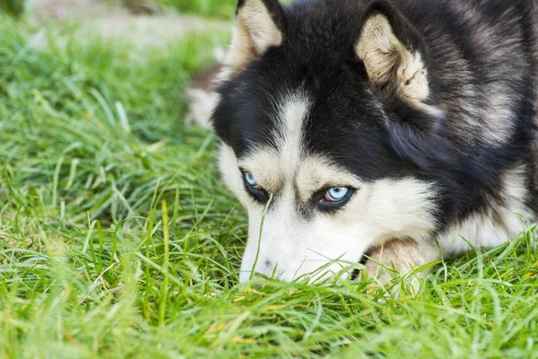 牧草地に黒と白のシベリアの空 緑の芝生の上で犬の品種シベリアハスキー — ストック写真