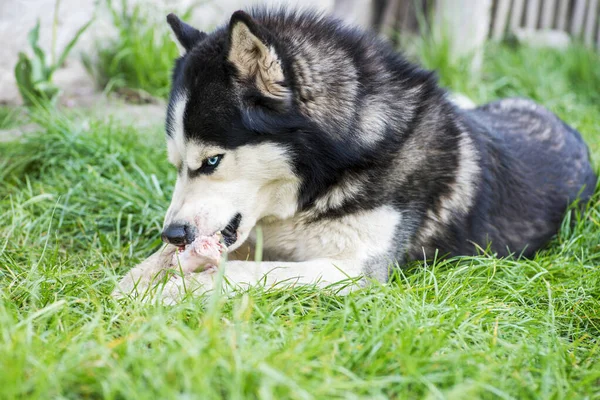 黒と白のシベリアの空の牧草地で骨を食べる 緑の芝生の上で犬の品種シベリアハスキー — ストック写真