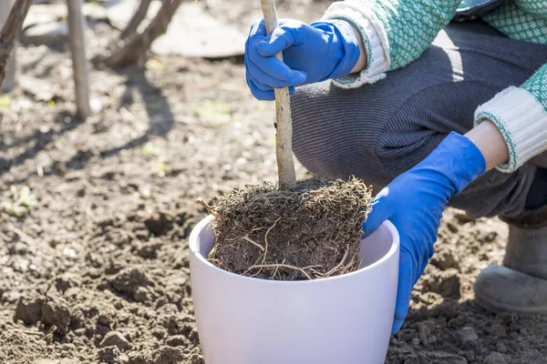 Tukang Kebun Memegang Tangan Tanaman Rumahan Disiapkan Untuk Transplantasi Dalam — Stok Foto