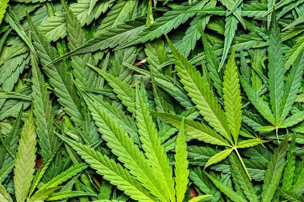 Cannabis Marihuana Tekstur Blad Baggrund Stor Mængde Marihuana Baggrund Cannabisblade - Stock-foto