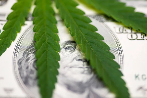 Marihuana Blad Dollar Pengeseddel Marihuana Forretningskoncept Marihuana Narkosalg Cannabis Med - Stock-foto