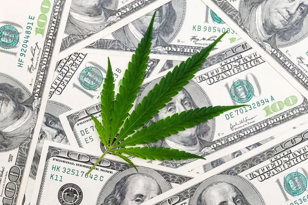 Liść Marihuany Banknoty Dolarowe Koncepcja Biznesu Marihuany Sprzedaż Marihuany Konopie — Zdjęcie stockowe