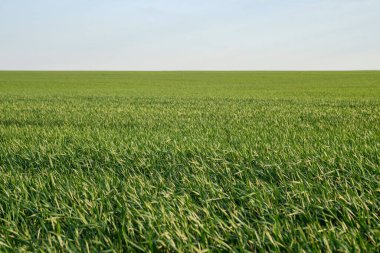 Güneşli bir günde taze çimen tarlası. Genç buğday fideleri bir tarlada yetişiyor. Tarım.