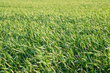 Taze çimen tarlası. Genç buğday fideleri bir tarlada yetişiyor. Tarım.