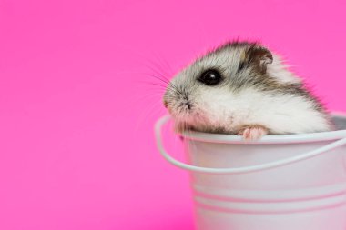 Beyaz dekoratif kovada küçük hamster pembe arka planda fotokopi alanı ile. Yavru hayvan teması.