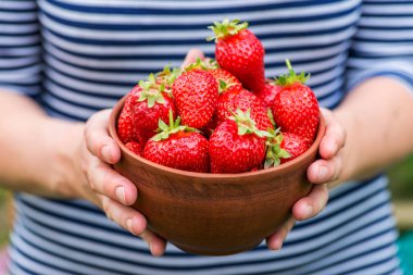 Kadının elleri çilekli bir kase tutuyor. Taze organik çilekler. Hasat konsepti.