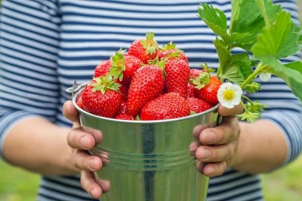 Woman\'s hands are holding a bucket with strawberries. Fresh organic strawberries. Harvest concept