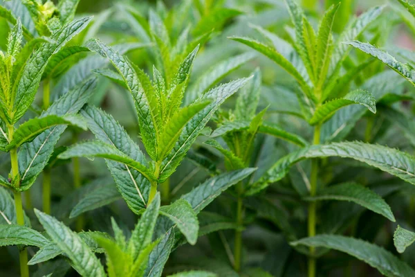 Fresh mint. Fresh growing green mint. Mint growing in a garden.