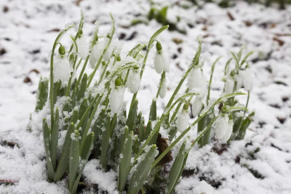 Spring snowdrop flowers with snow in forest — Stock Photo, Image