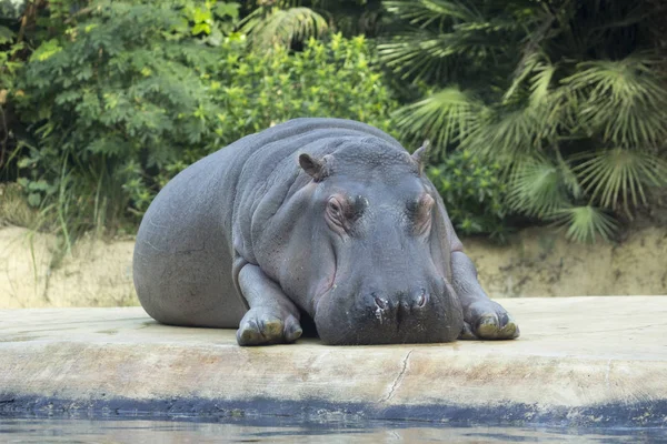 Hippo relaxar no Zoológico de Berlim. Hipopótamo deitado e descansando sobre vegetação backgound . — Fotografia de Stock