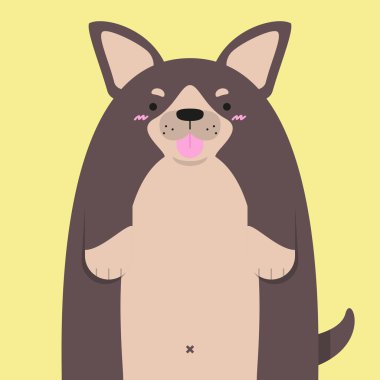 şirin büyük şişman Chihuahua köpek