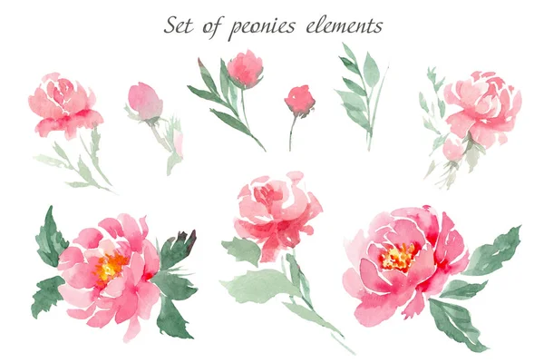 Conjunto de elementos acuarela de peonías rosadas, hojas y brotes sobre un fondo blanco aislado. Para crear ramos y composiciones de tarjetas, invitaciones, etiquetas y otros —  Fotos de Stock