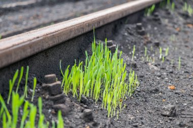 Endüstriyel çevreye nazaran saf yeşil çimen