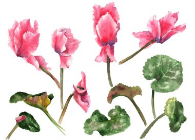 Suluboya çiçek elementleri kümesi