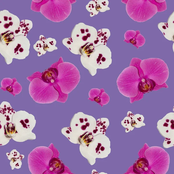 Orchidea Falaenopsis Bezszwowa Wzór Druku Tkanin Papieru Tła Różnych Wzorów — Zdjęcie stockowe