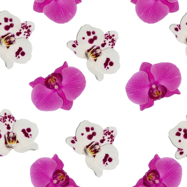 Patrón Sin Costura Orquídea Phalaenopsis Para Las Impresiones Las Telas —  Fotos de Stock