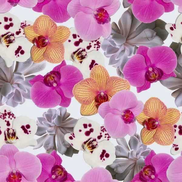 Patrón Sin Costura Orquídea Phalaenopsis Para Las Impresiones Las Telas —  Fotos de Stock