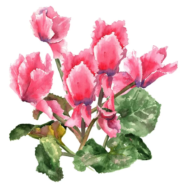 Λουλούδι Περσικό Ροζ Κυκλάμινο Ένα Μπουκέτο Σκίτσο Ακουαρέλα Ένα Λευκό — Φωτογραφία Αρχείου