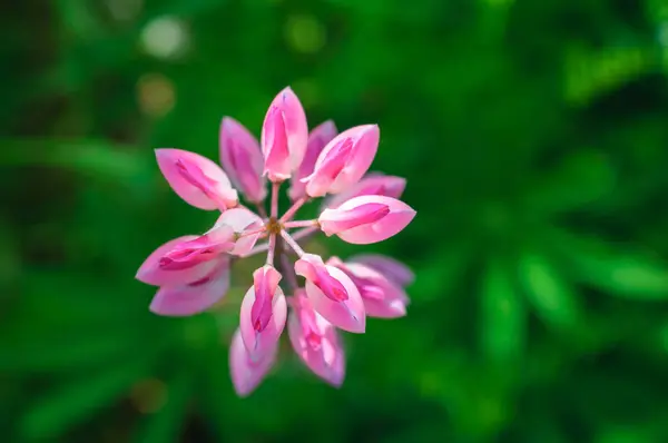 ルピナス ピンク赤の花。上から見る自然の背景. — ストック写真