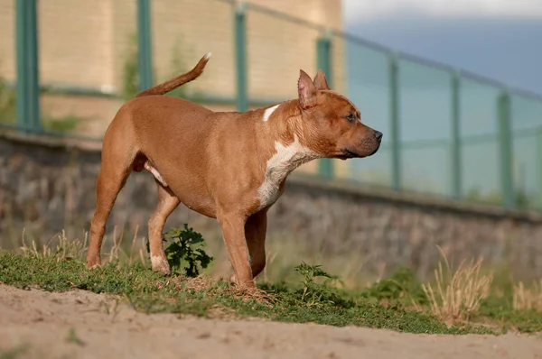 Bagnato americano Staffordshire Terrier all'aperto — Foto Stock