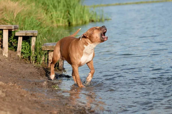 barking dog near the water