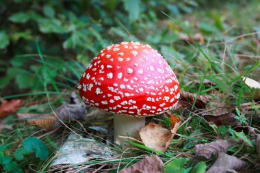 Bir parkta zehirli kırmızı ve beyaz Amanita muscaria mantar
