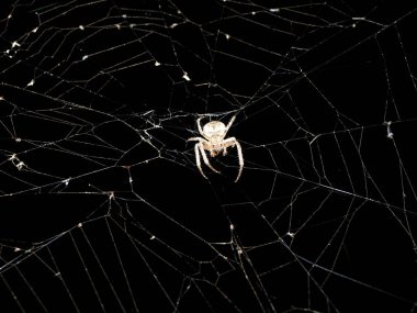 Örümcek. Makro doğa. Bahçe örümcek doğal siyah yakın çekim