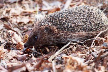 Doğal kaynak arka planda bir kirpi 