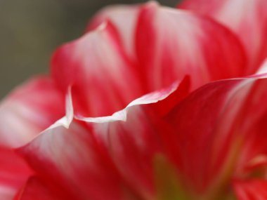 Yakın çekim kırmızı çiçek çiçek yaprakları