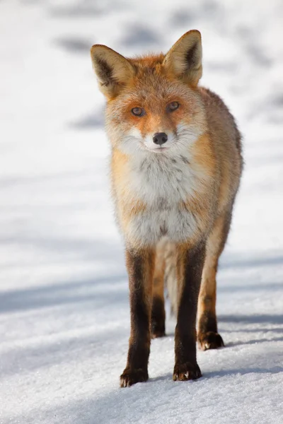 Kızıl Tilki, Vulpes vulpes, ayakta, beyaz doğal geri izole